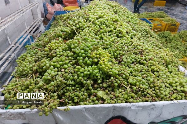 آبغوره‌گیری در شیراز