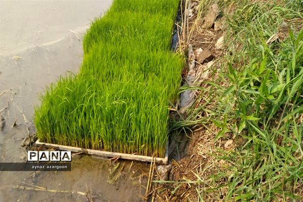 برداشت برنج در شالیزارهای قائمشهر