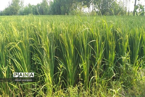 برداشت برنج در شالیزارهای قائمشهر