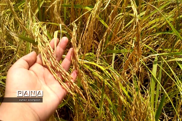 برداشت برنج در شالیزارهای قائمشهر