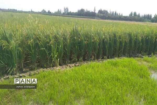 برداشت برنج در شالیزارهای قائمشهر