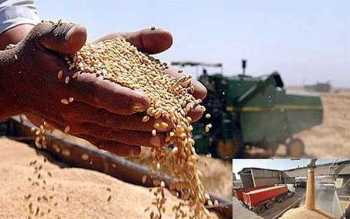  خرید تضمینی گندم از کشاورزان در یک ‌قدمی ۷ میلیون تن