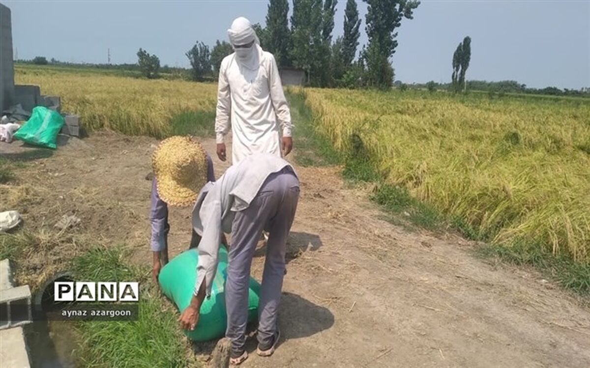 افزایش ۳۰ درصدی تولید برنج