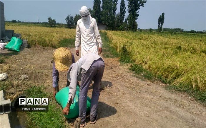 افزایش ۳۰ درصدی تولید برنج