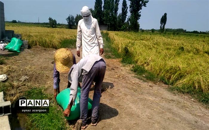 افزایش ۳۰ درصدی تولید برنج