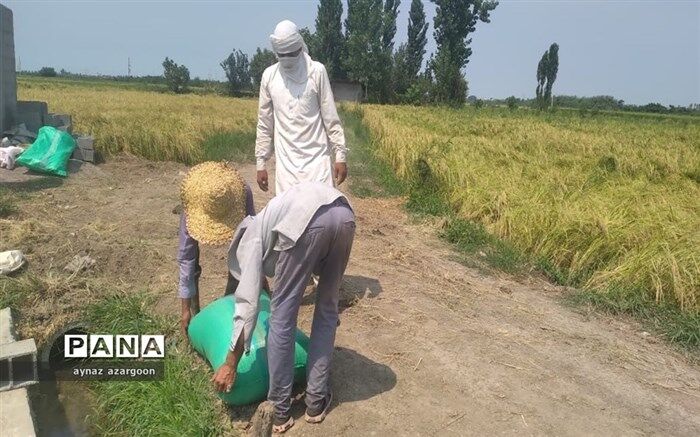 افزایش ۳۰ درصدی تولید برنج