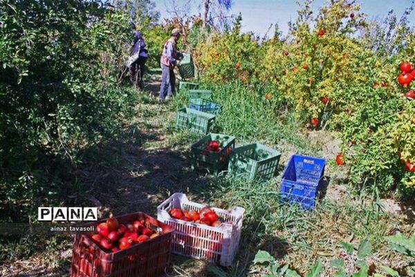 برداشت انار از باغات روستای خور