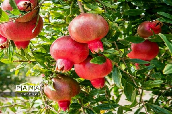 برداشت انار از باغات روستای خور