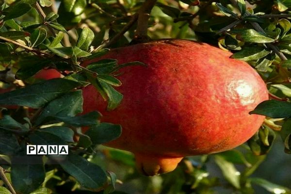 برداشت انار از باغات روستای خور