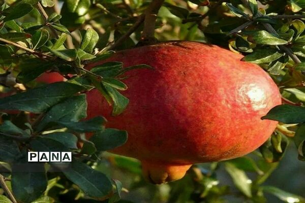 برداشت انار از باغات روستای خور