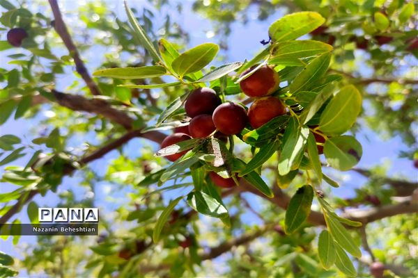 درخشش خوشه‌های سرخ عناب بر شاخسار درختان شهرستان زیرکوه