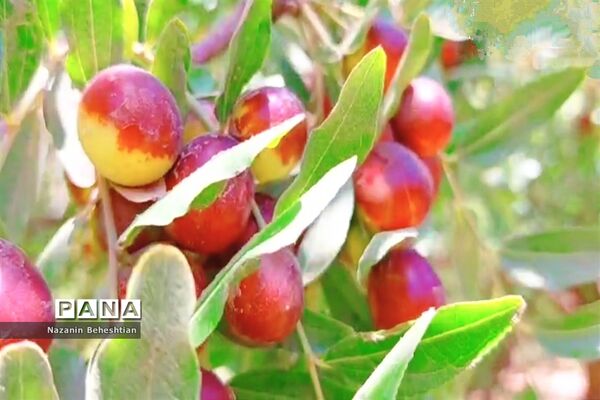 درخشش خوشه‌های سرخ عناب بر شاخسار درختان شهرستان زیرکوه