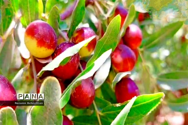 درخشش خوشه‌های سرخ عناب بر شاخسار درختان شهرستان زیرکوه