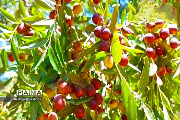 درخشش خوشه‌های سرخ عناب بر شاخسار درختان شهرستان زیرکوه