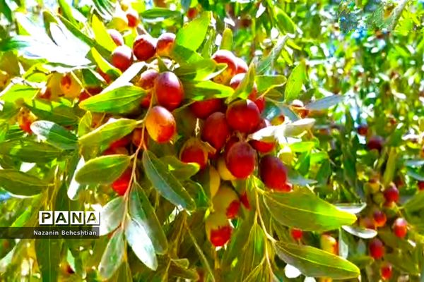 درخشش خوشه‌های سرخ عناب بر شاخسار درختان شهرستان زیرکوه