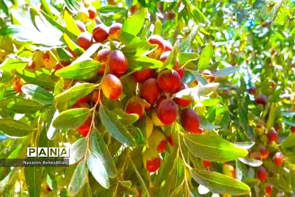 درخشش خوشه‌های سرخ عناب بر شاخسار درختان شهرستان زیرکوه