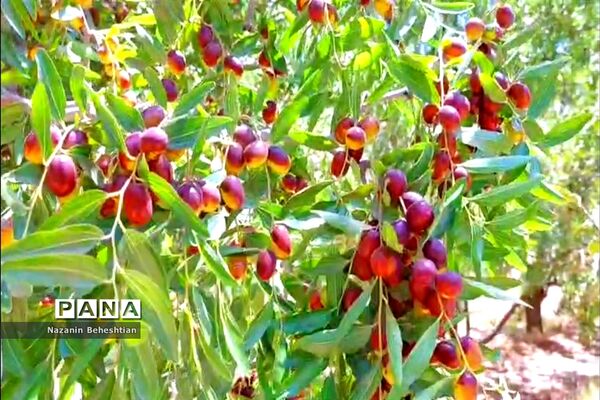 درخشش خوشه‌های سرخ عناب بر شاخسار درختان شهرستان زیرکوه