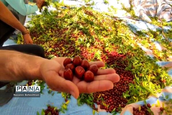 درخشش خوشه‌های سرخ عناب بر شاخسار درختان شهرستان زیرکوه