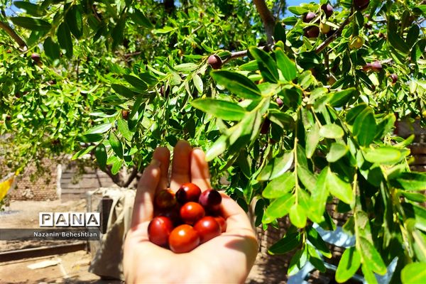 درخشش خوشه‌های سرخ عناب بر شاخسار درختان شهرستان زیرکوه