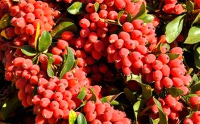 کاهش 15 درصدی محصول زرشک خراسان جنوبی