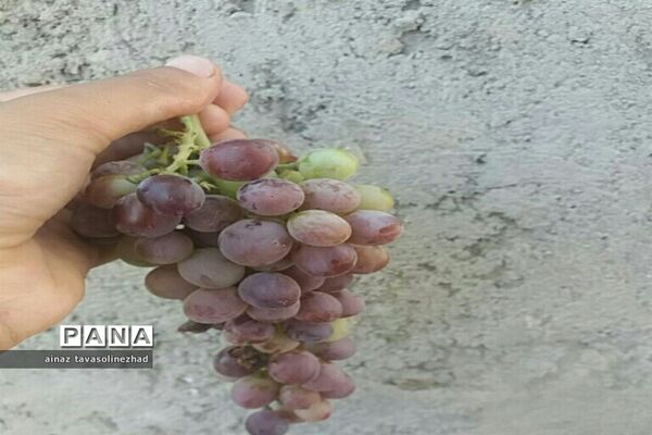 آغاز برداشت شاه‌دانه‌های یاقوتی در روستای خور