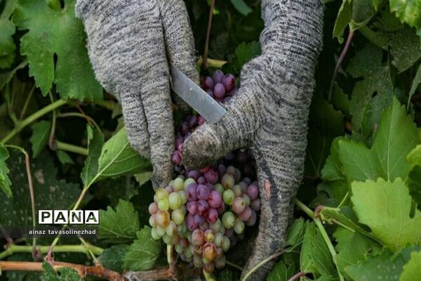 آغاز برداشت شاه‌دانه‌های یاقوتی در روستای خور