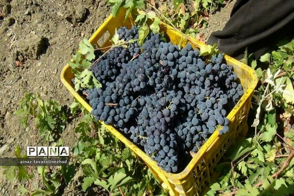 آغاز برداشت شاه‌دانه‌های یاقوتی در روستای خور