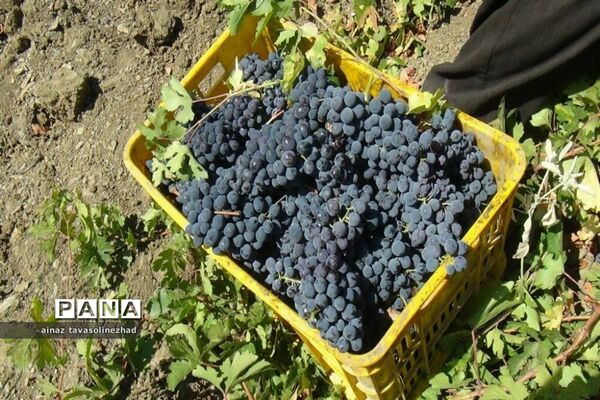 آغاز برداشت شاه‌دانه‌های یاقوتی در روستای خور