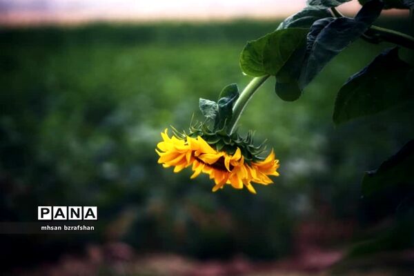 جلوه زیبای مزارع آفتابگردان شهر دانسفهان در آخرین ماه تابستان