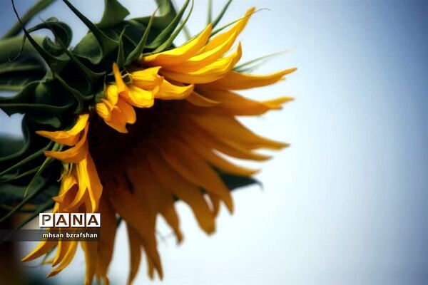 جلوه زیبای مزارع آفتابگردان شهر دانسفهان در آخرین ماه تابستان