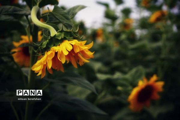 جلوه زیبای مزارع آفتابگردان شهر دانسفهان در آخرین ماه تابستان