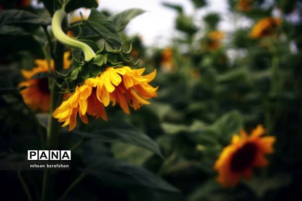 جلوه زیبای مزارع آفتابگردان شهر دانسفهان در آخرین ماه تابستان