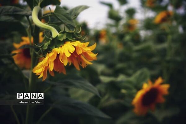 جلوه زیبای مزارع آفتابگردان شهر دانسفهان در آخرین ماه تابستان