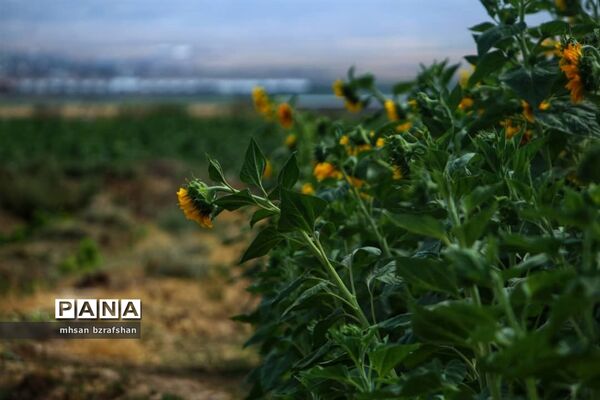 جلوه زیبای مزارع آفتابگردان شهر دانسفهان در آخرین ماه تابستان