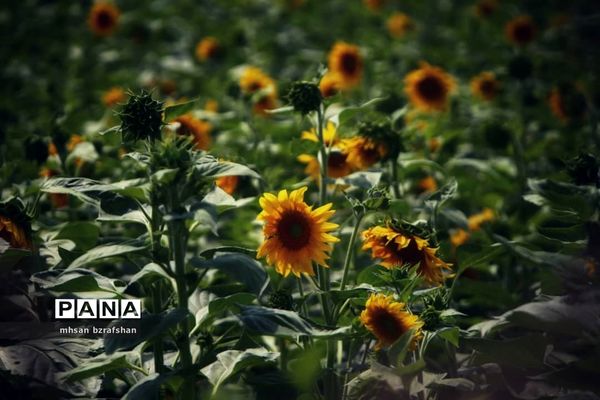 جلوه زیبای مزارع آفتابگردان شهر دانسفهان در آخرین ماه تابستان
