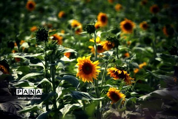 جلوه زیبای مزارع آفتابگردان شهر دانسفهان در آخرین ماه تابستان