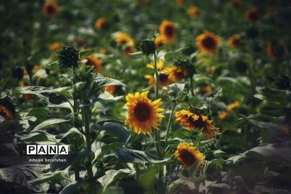 جلوه زیبای مزارع آفتابگردان شهر دانسفهان در آخرین ماه تابستان