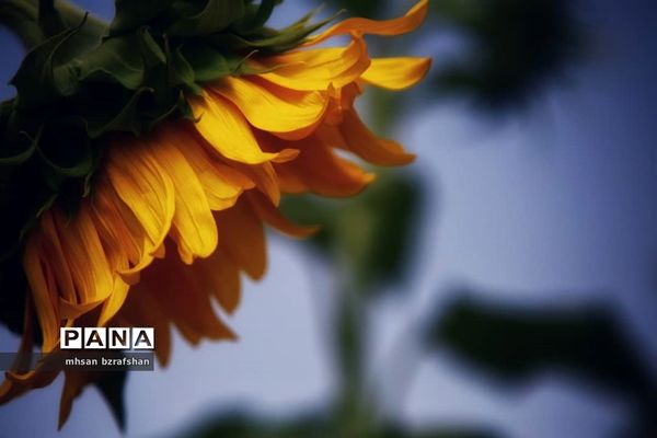 جلوه زیبای مزارع آفتابگردان شهر دانسفهان در آخرین ماه تابستان