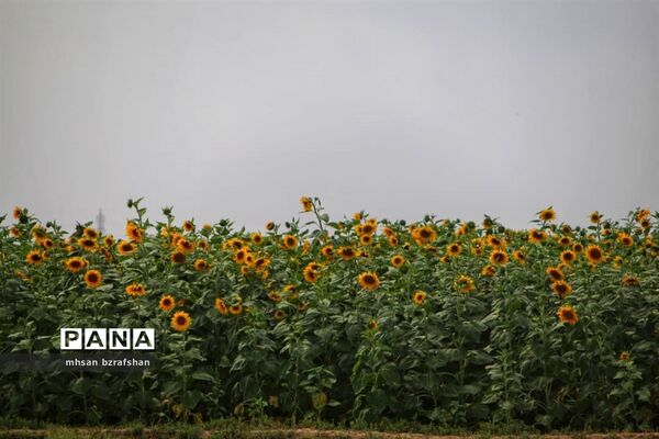 جلوه زیبای مزارع آفتابگردان شهر دانسفهان در آخرین ماه تابستان