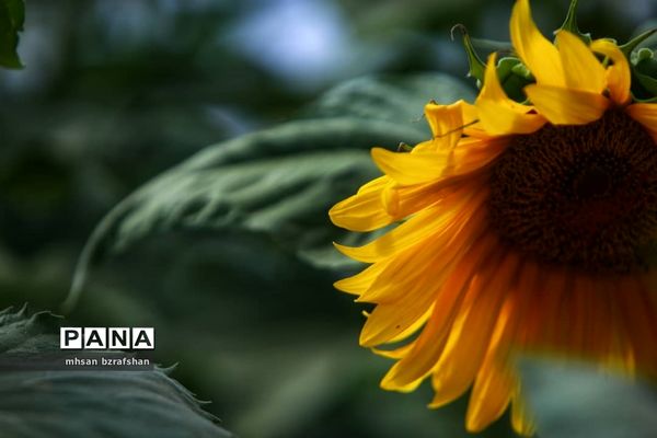 جلوه زیبای مزارع آفتابگردان شهر دانسفهان در آخرین ماه تابستان