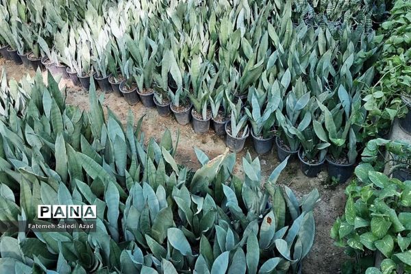 افتتاح گلخانه گل‌های زینتی در اسرم