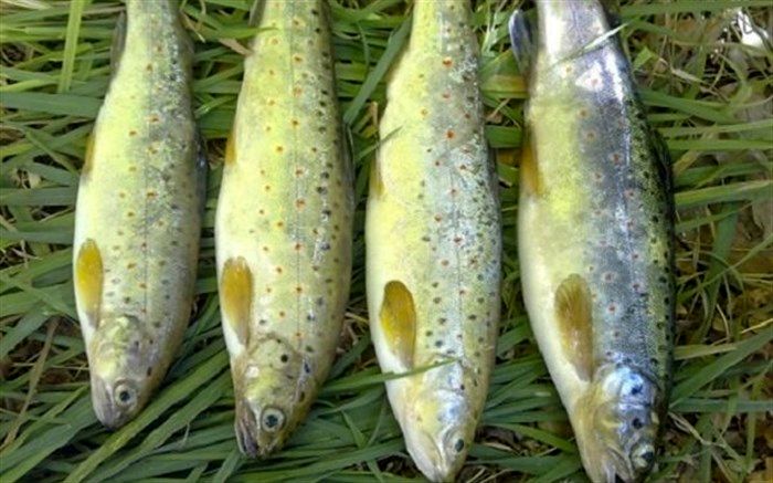 رشد ۶۷ درصد ارزآوری صادرات آبزیان