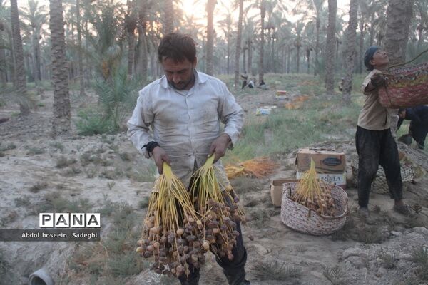 برداشت خرما از نخلستان‌های آب پخش