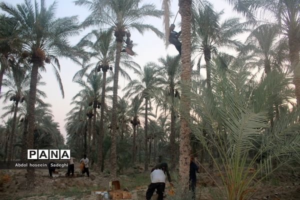 برداشت خرما از نخلستان‌های آب پخش