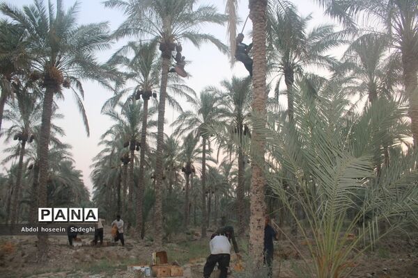 برداشت خرما از نخلستان‌های آب پخش