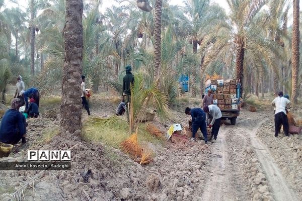 برداشت خرما از نخلستان‌های آب پخش