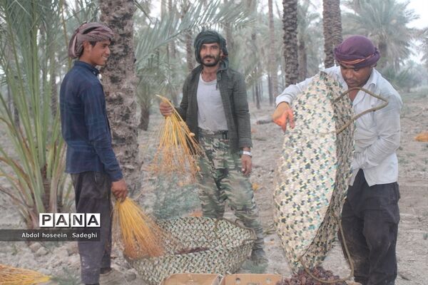 برداشت خرما از نخلستان‌های آب پخش