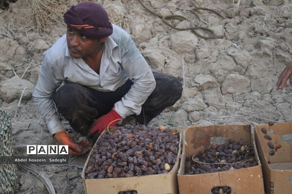 برداشت خرما از نخلستان‌های آب پخش