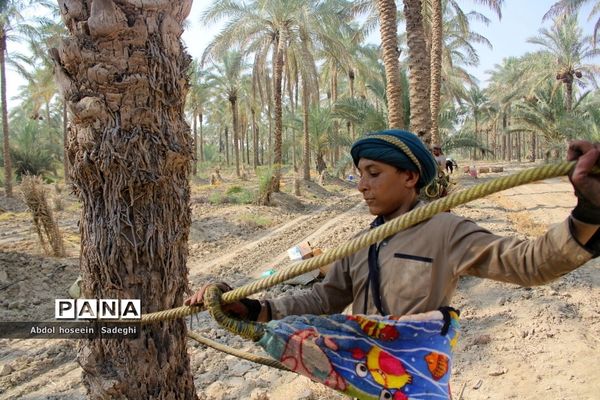 برداشت خرما از نخلستان‌های آب پخش