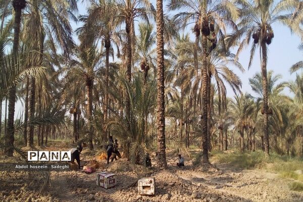 برداشت خرما از نخلستان‌های آب پخش